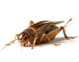 Live and Frozen Reptile Food