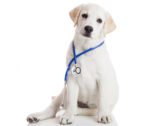 Veterinary Medicines & Diets
