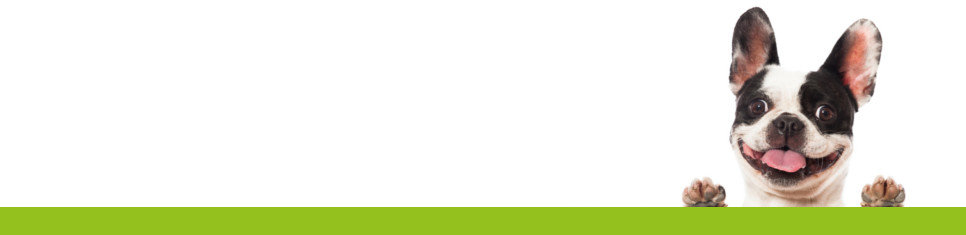 Shop Dog Food & Accessories