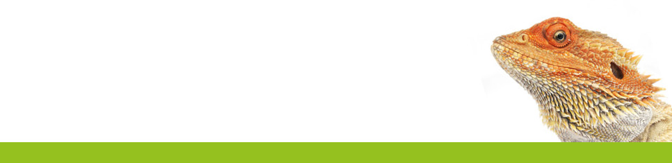 Shop Reptile Food & Accessories